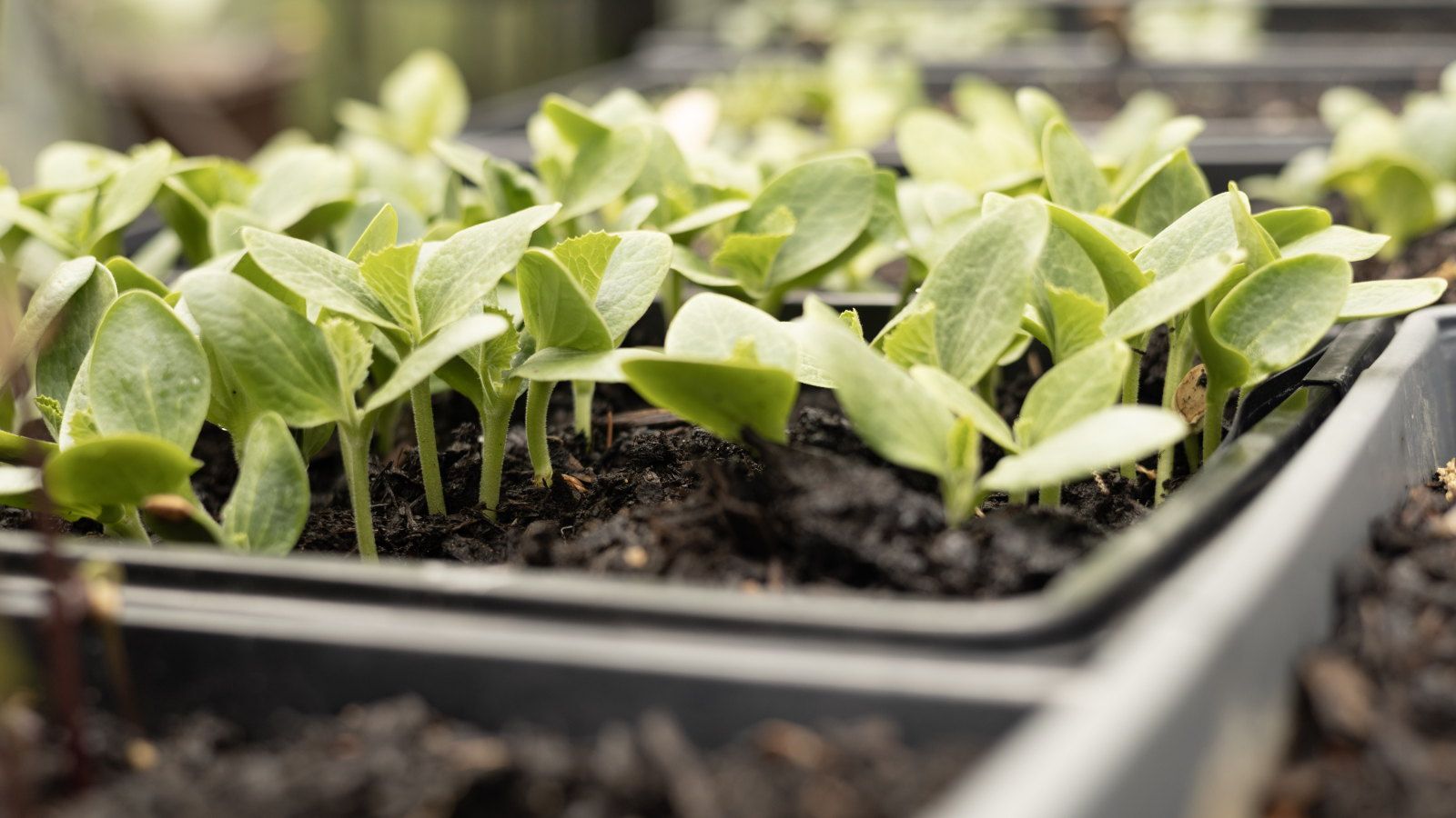 Lots of seedlings are growing in trays of compost in a greenhouse