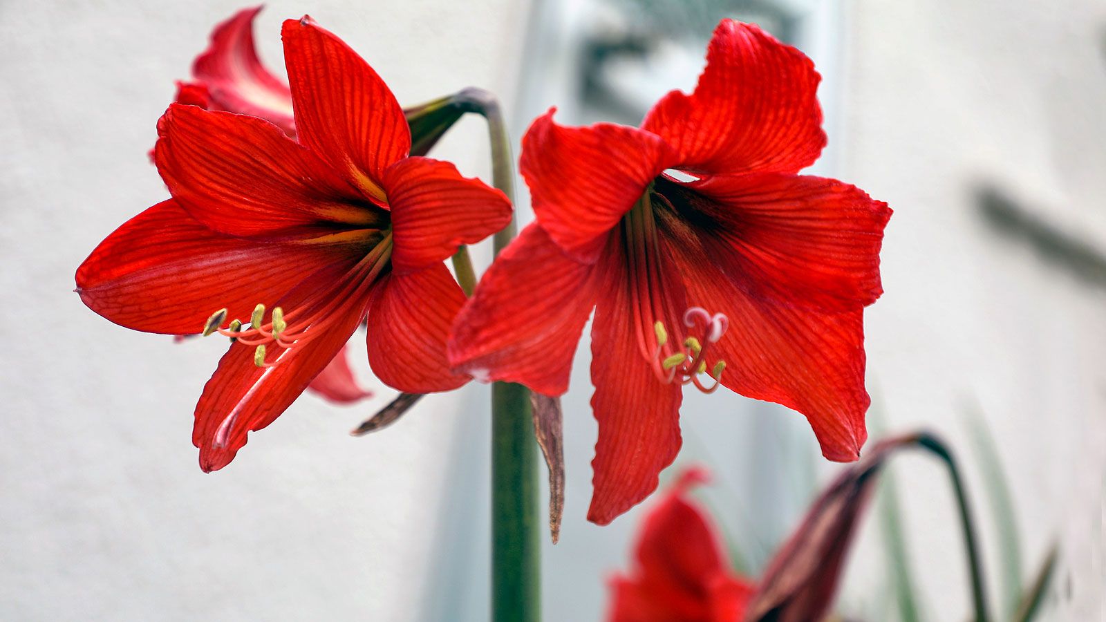 5 einfache Schritte zur Lagerung von Amarylliszwiebeln – überspringen Sie sie und Sie riskieren, die Blüten des nächsten Jahres zu verlieren