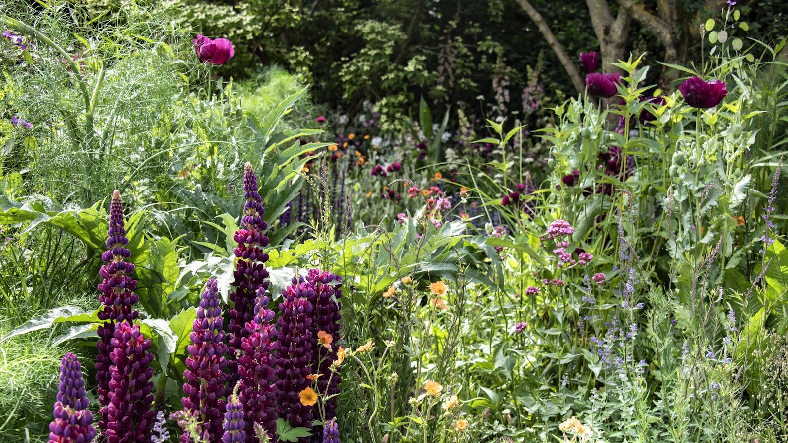 Rich dark purple lupins, orange geums and peonies in a lush, wild-look garden scheme