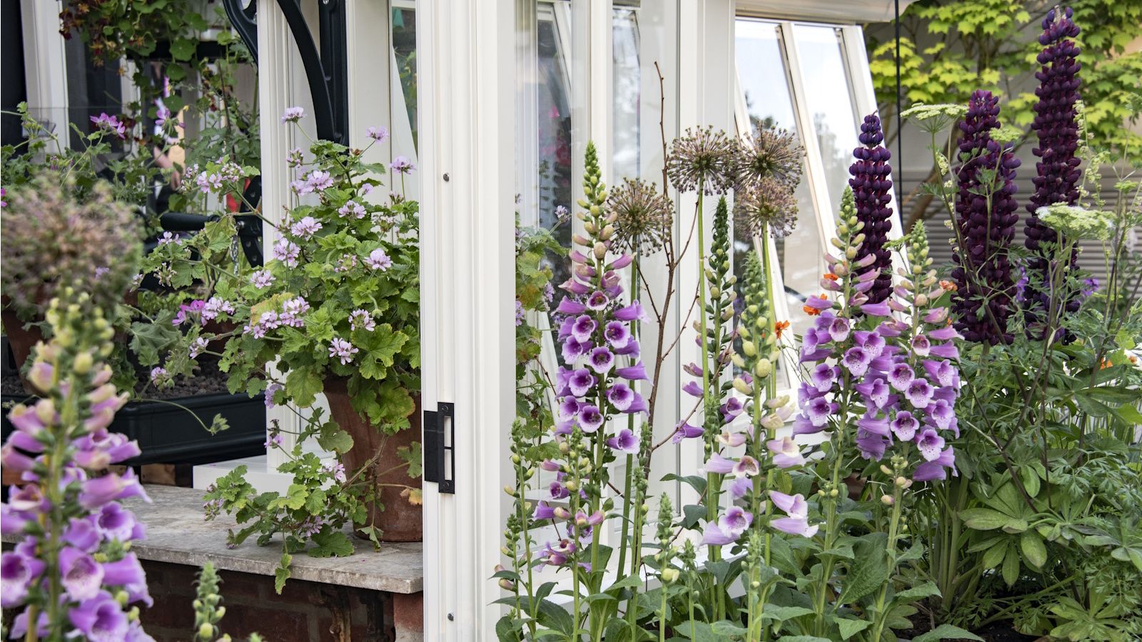 Foxgloves outside glasshouse