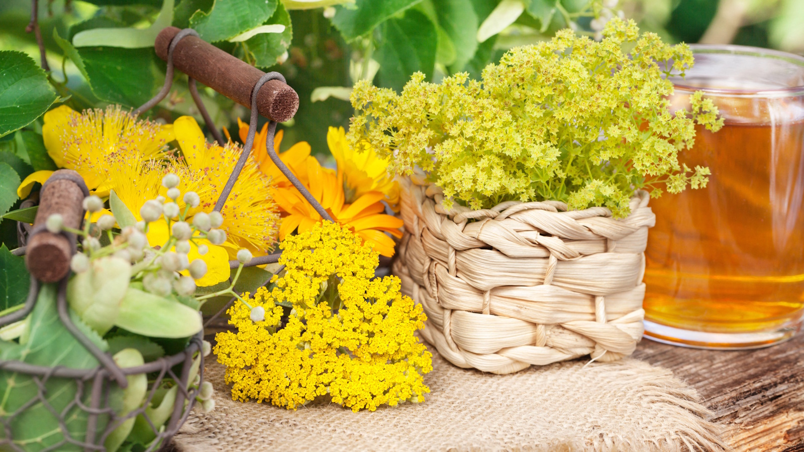 Medizinische Teepflanzen