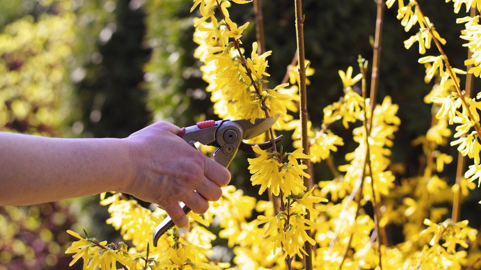 Eine Frau beschneidet einen Forsythienstrauch in der hellen Sonne mit einer Gartenschere