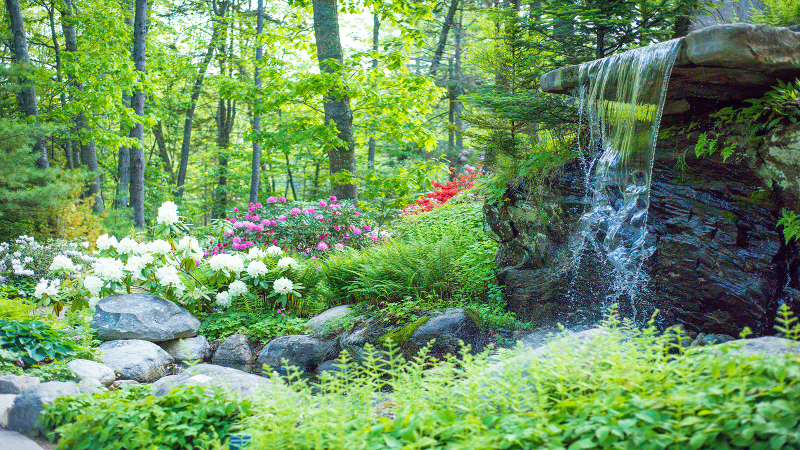 Ein Wasserfall und Pflanzen unter einem Baumdach im Coastal Maine Botanical Gardens