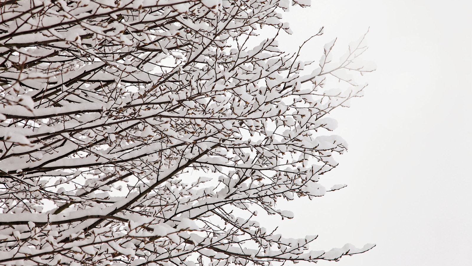 Das Blätterdach eines Baumes, dessen Äste mit wenigen Zentimetern Schnee bedeckt sind