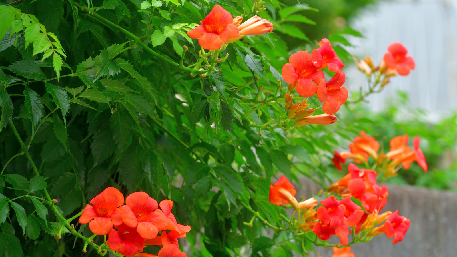 Rote Blüten der Trompetenrebe Campsis radicans in einem sonnigen Garten 