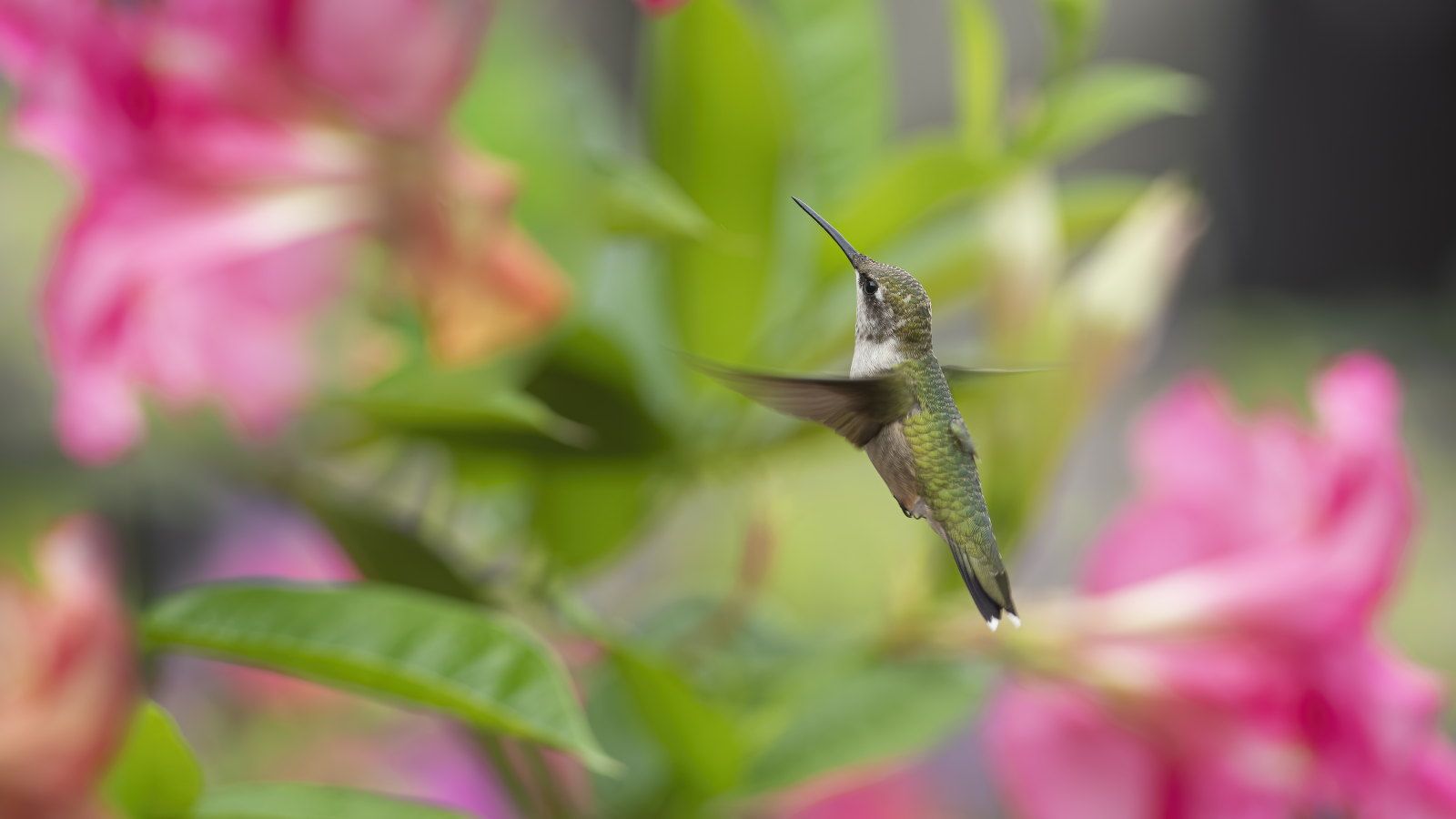 A hummingbird flying near mandevilla vines with pink blooms