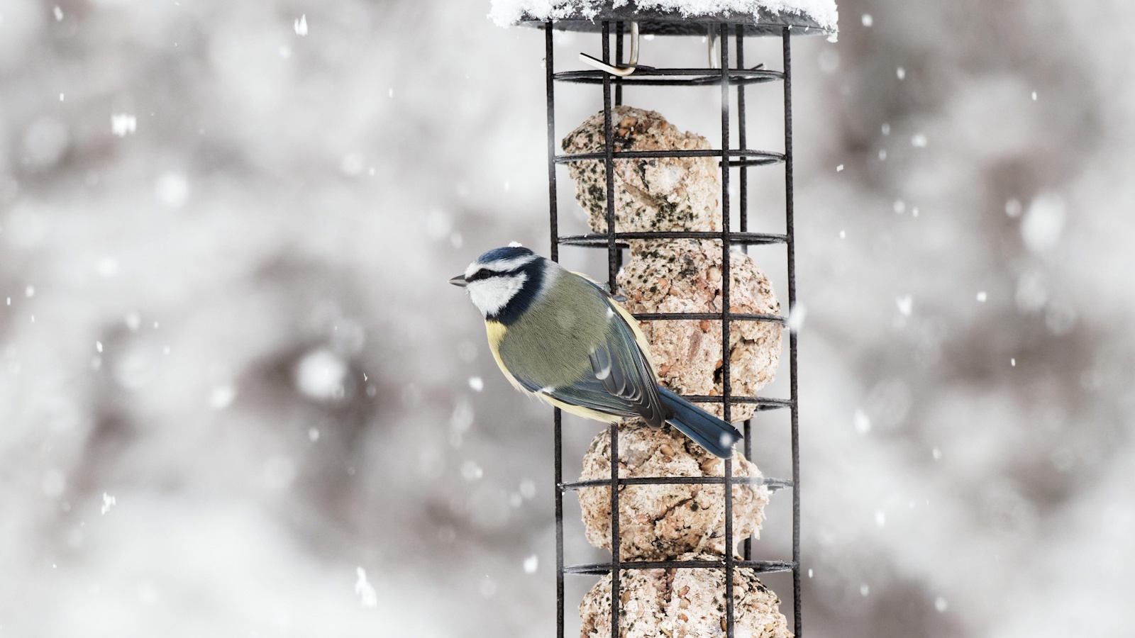 Vogelhäuschen im Winter mit Blaumeise