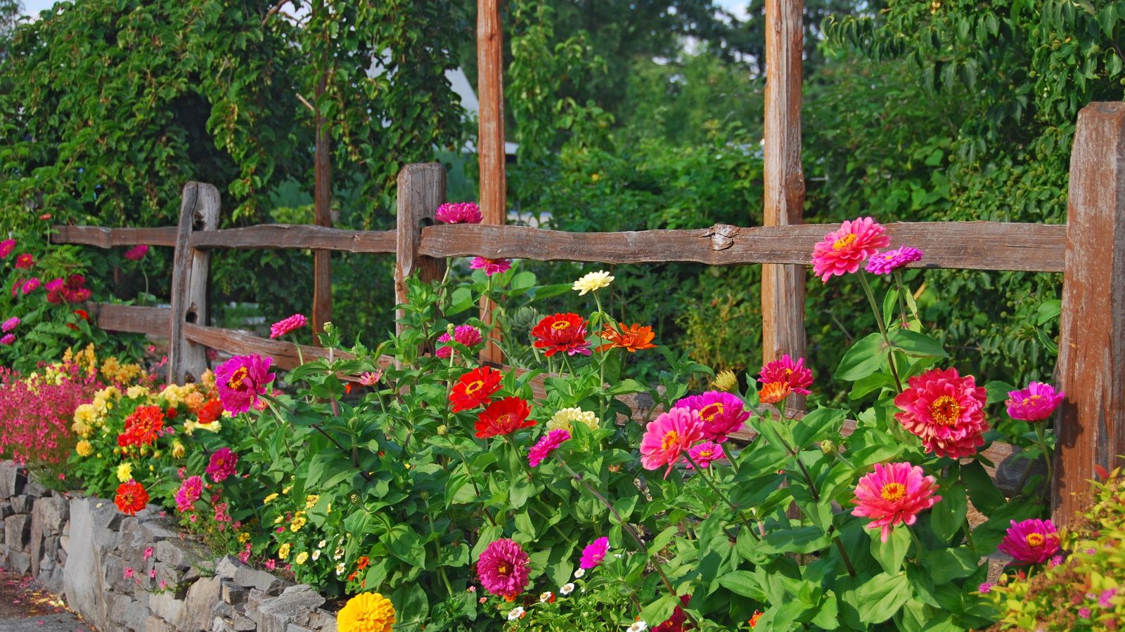 Zinnia blooms in red, pink and yellow alongside a wooden fence