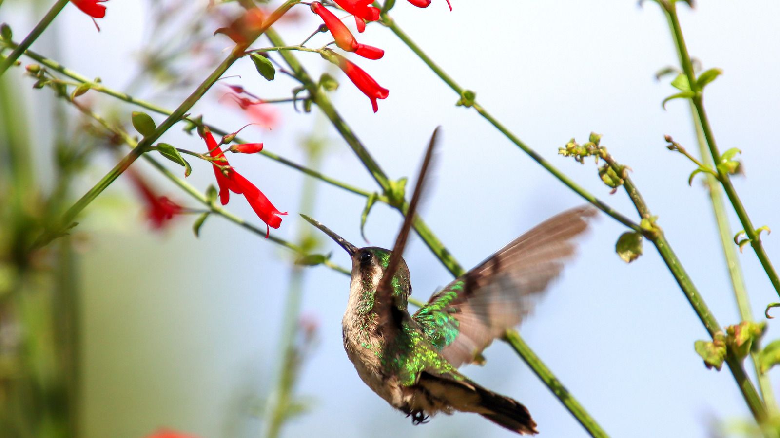 Emerald hummingbird feeding on a firecracker plant