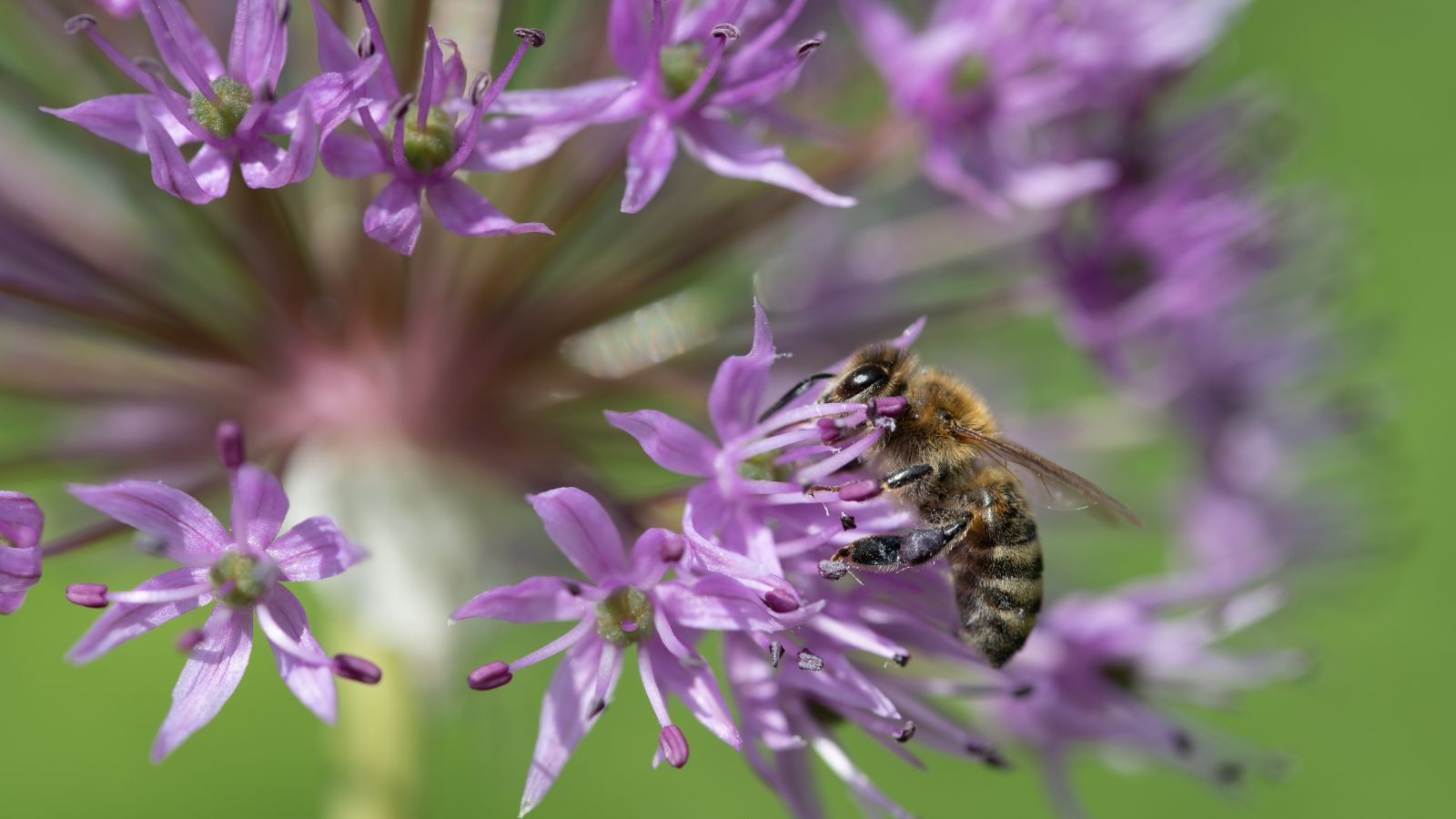 Bee feeding on purple allium