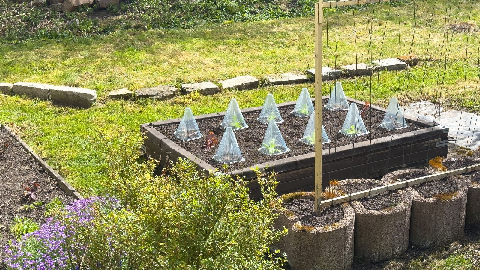 Raised bed with wire cloches over lettuce plants