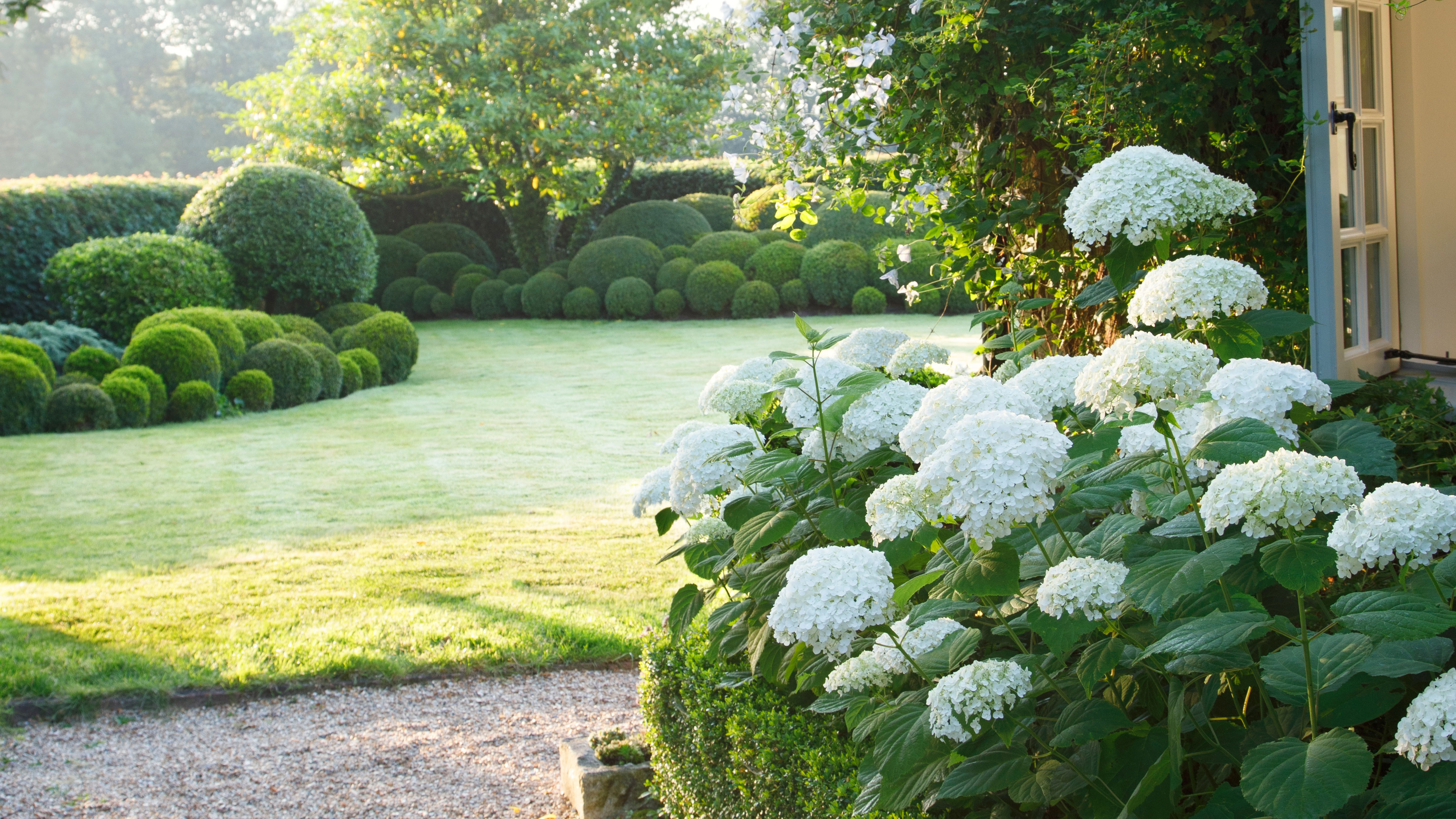 Ein üppiger, sonnendurchfluteter Garten mit einer großen Gruppe weißer Hortensien im Vordergrund. Der Garten ist sorgfältig angelegt und besteht aus einer Reihe kugelförmiger grüner Formgehölze und Hecken, die einen gepflegten, hellgrünen Rasen säumen. Im Hintergrund steht ein großer Laubbaum im sanften Morgensonnenlicht, während ein Kiesweg zu einer weiß getrimmten Tür auf der rechten Seite führt.