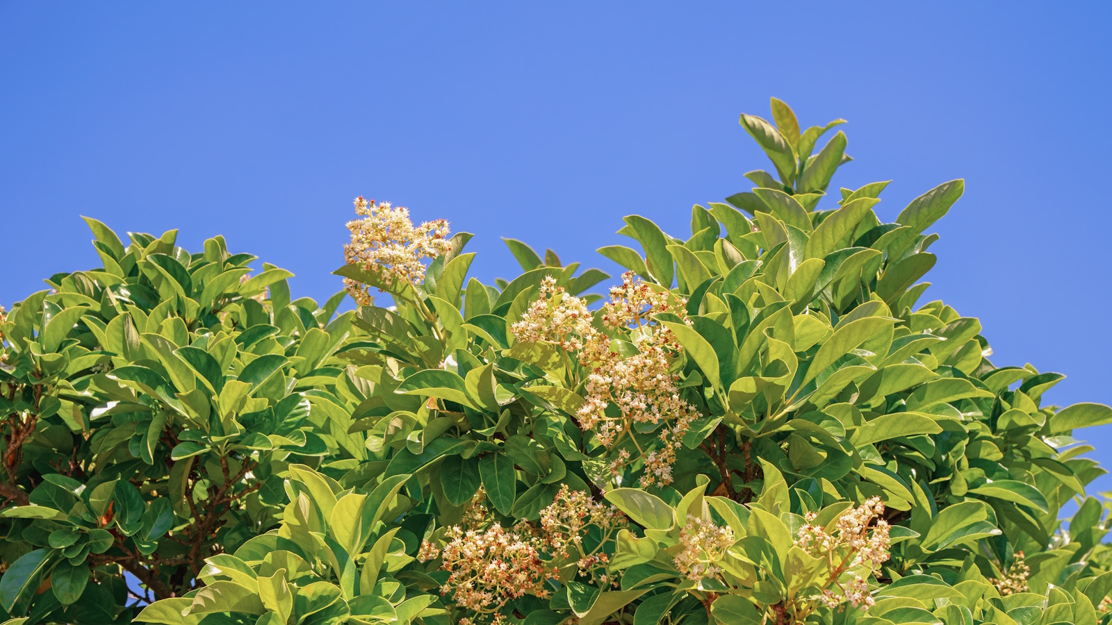 Viburnum odoratissimum, süßer Viburnum, Strauch mit Blättern und Blüten vor blauem Himmel