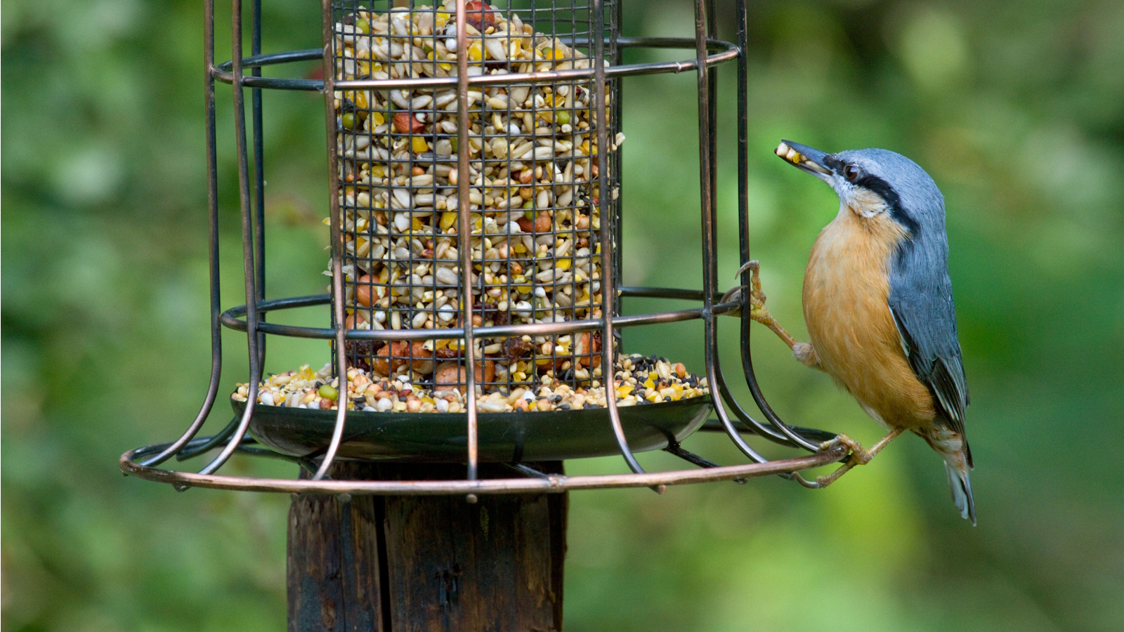 Gekochter Reis im Vogelhäuschen