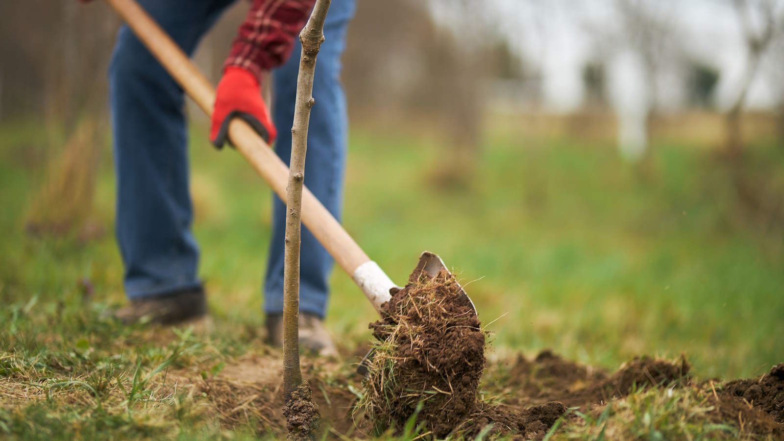 Planting a tree with a spade