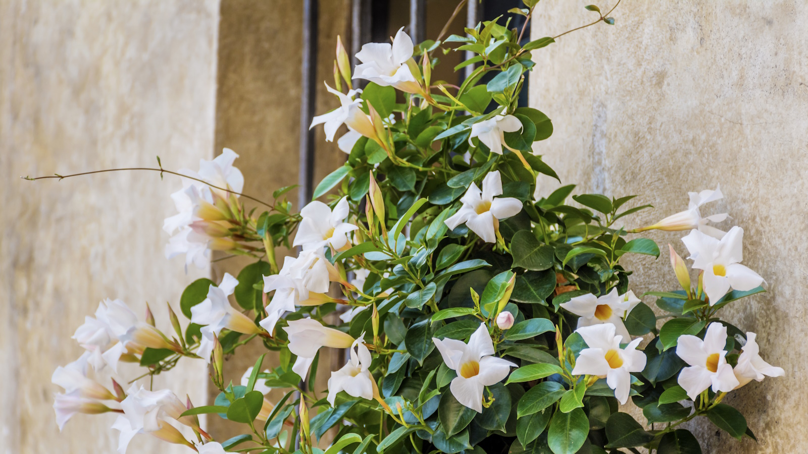 Weiß blühende Mandevilla-Blüten vor einer beigen Wand