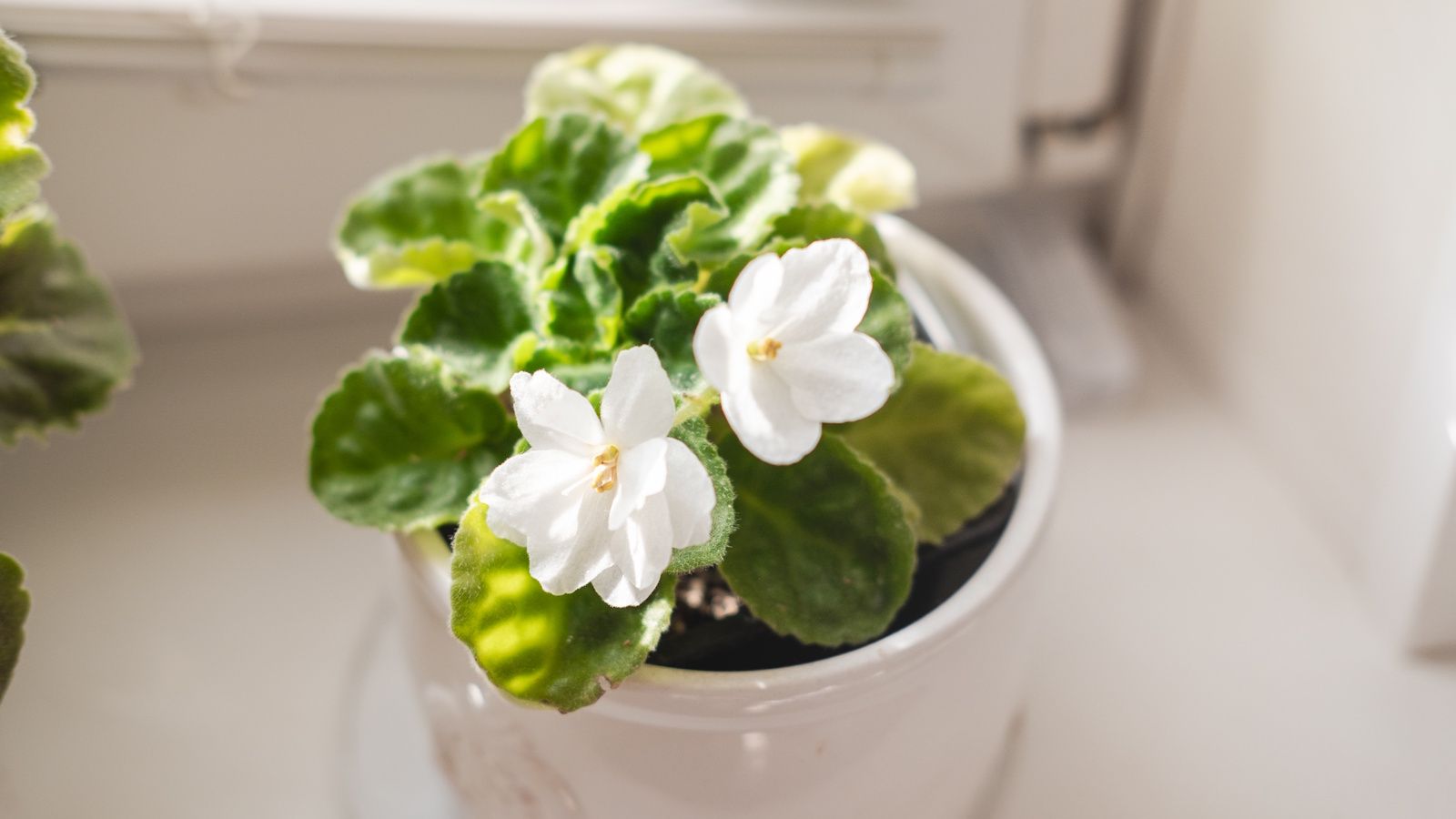 White African violet in pot