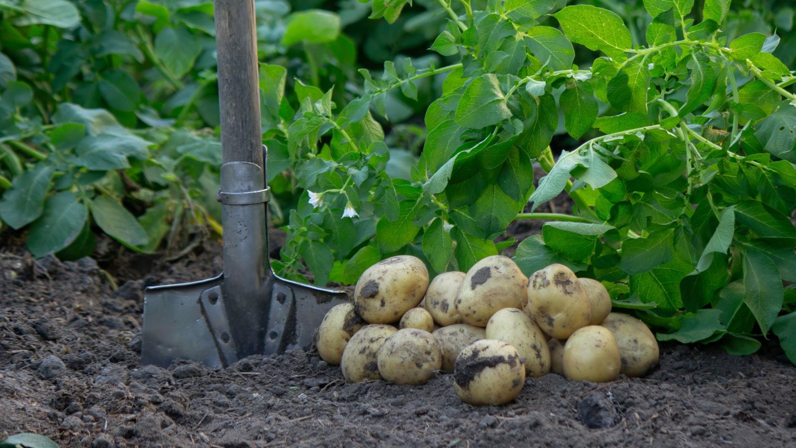 A harvest of potatoes in a garden next to a spade and other potato plants