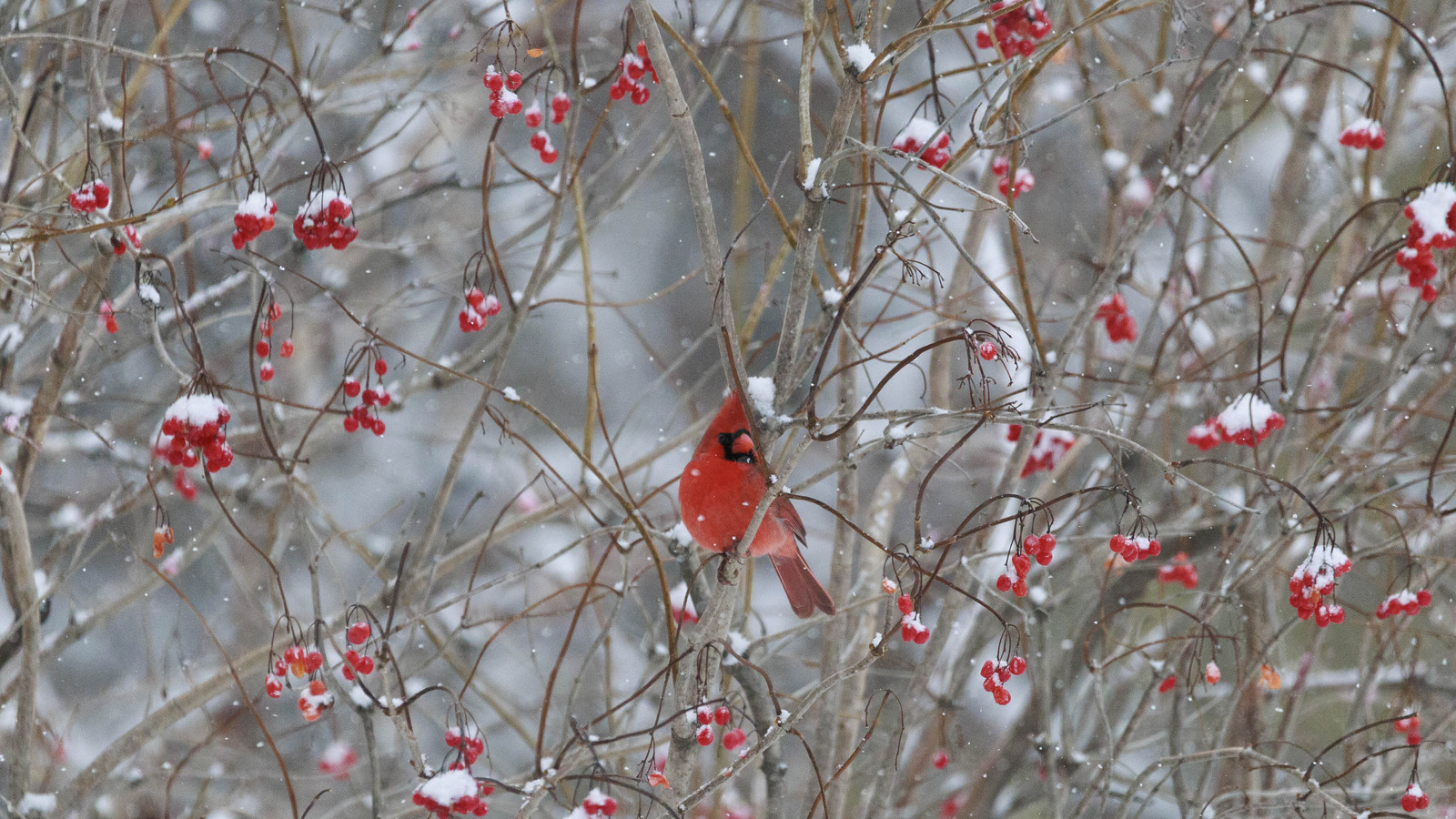 Kardinal im Baum mit schneebedeckten Winterbeeren