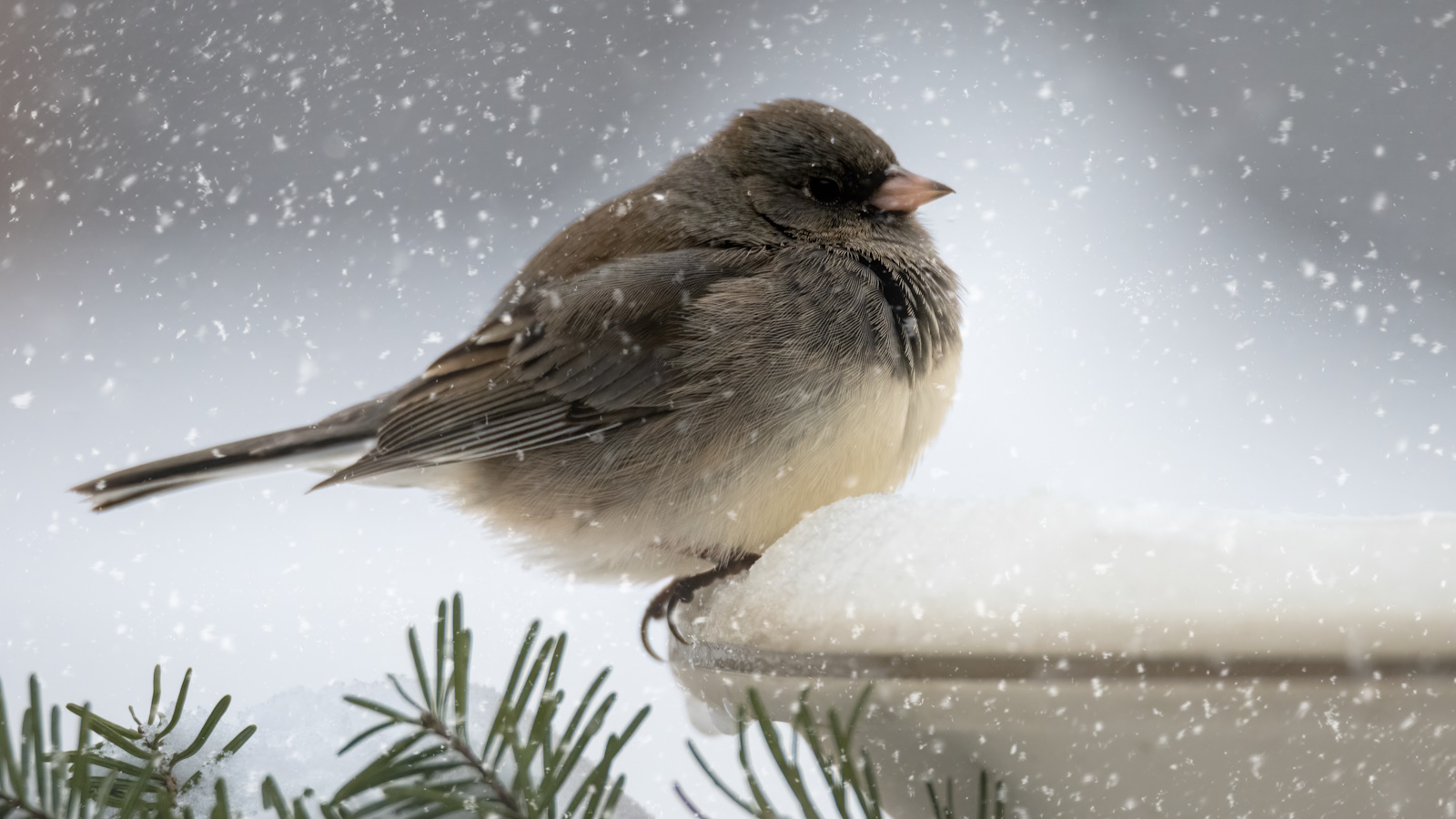 Gartenvogel auf einem mit Schnee bedeckten Vogelbad