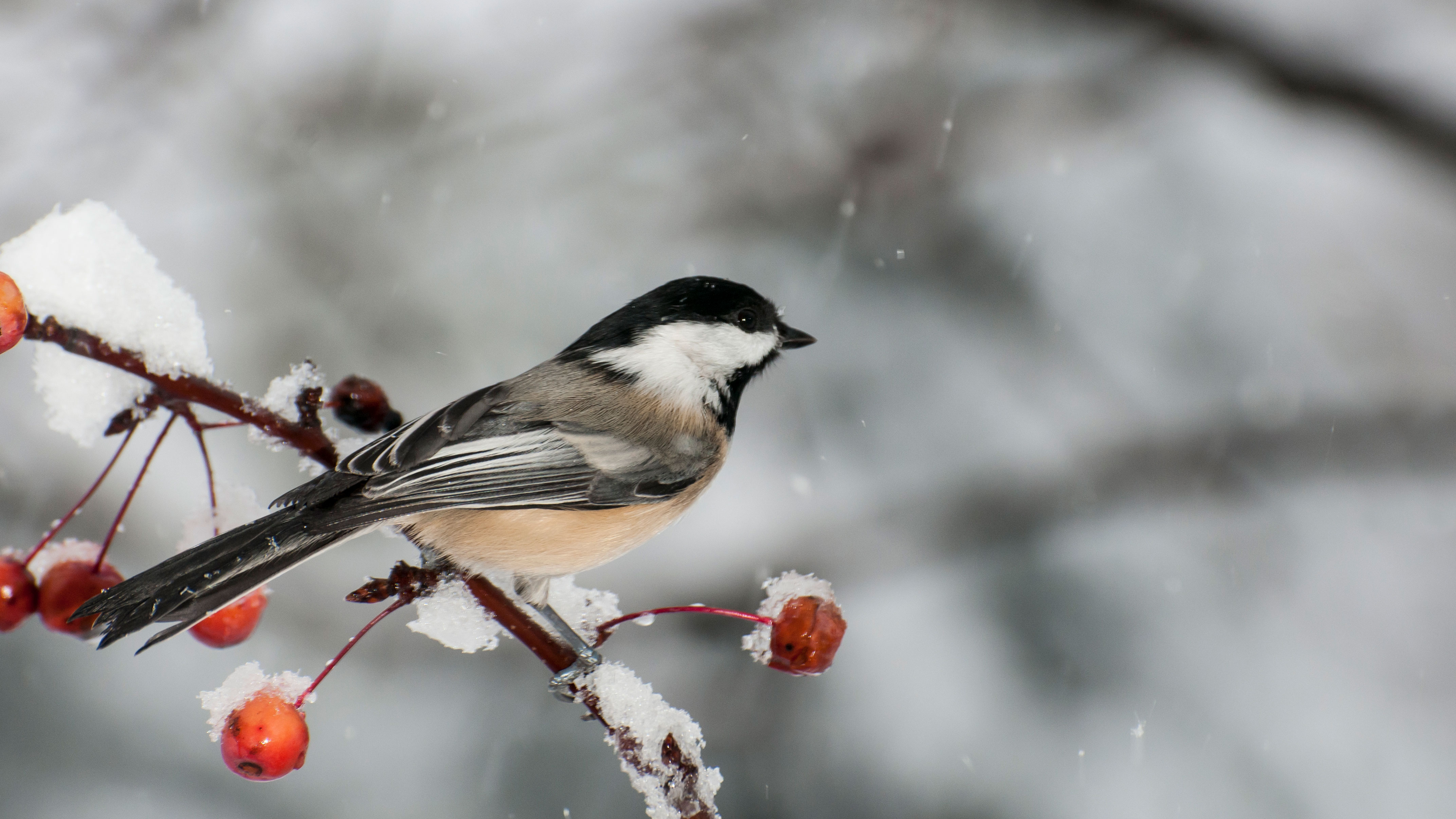 Schwarzkopfmeise, im Winter auf einem Beerenzweig sitzend