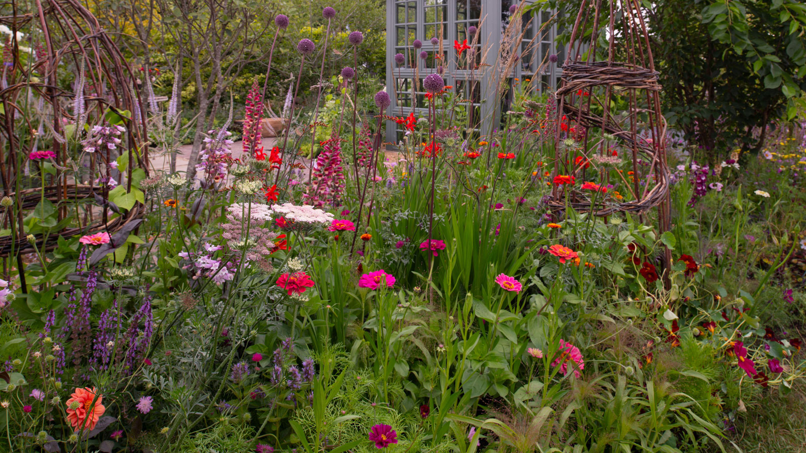 Sommergarten voller Zinnien, Achillea, Allium, Verbascum und Kosmos, mit Gewächshaus, Weidenobelisk und Bogen