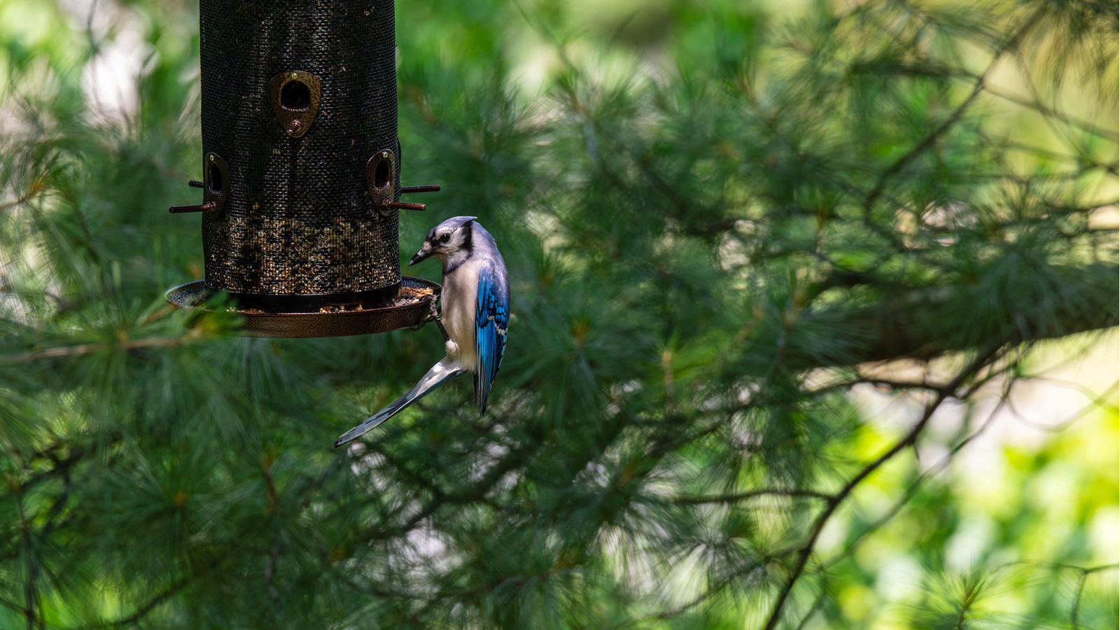 Blauhäher am Futterhäuschen für Käfigvögel