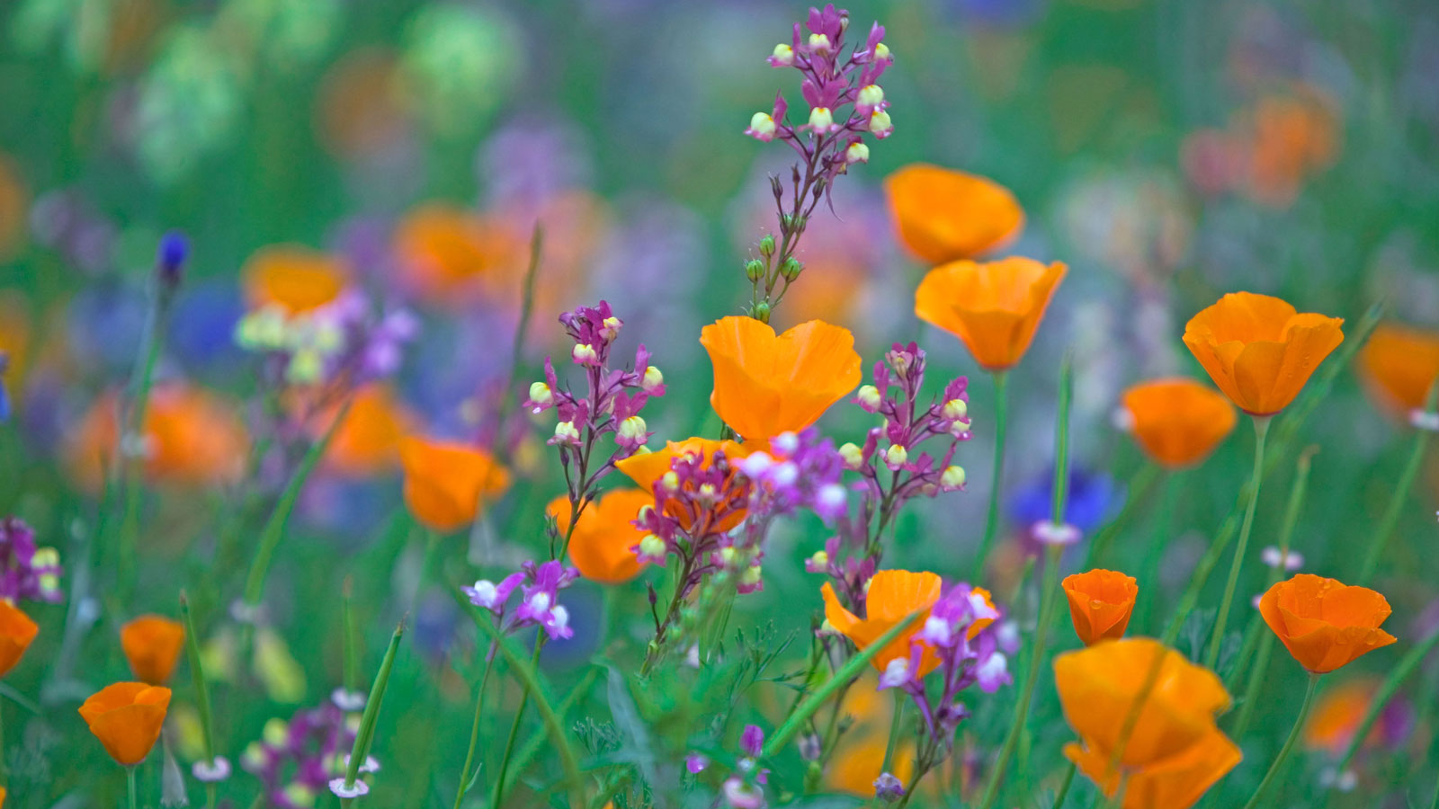 Wildblumenmischung auf der Wiese, darunter orangefarbener kalifornischer Mohn und blaue Kornblumen