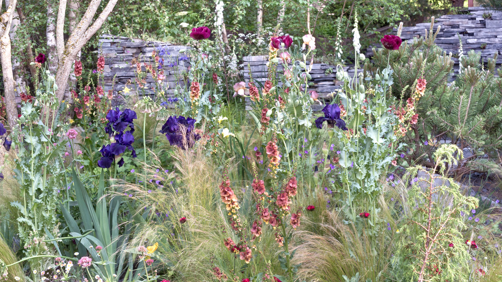 naturalistische Blumenbeete mit lila Iris, rosa Fingerhut und Verbascum und dunkelroten Mohnblumen sowie Ziergräsern und Trockenmauern