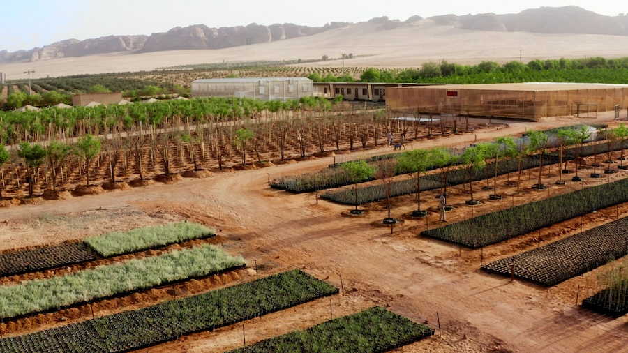 Sowing AlUla’s Green Future: 1 Million Native Plants Initiative
