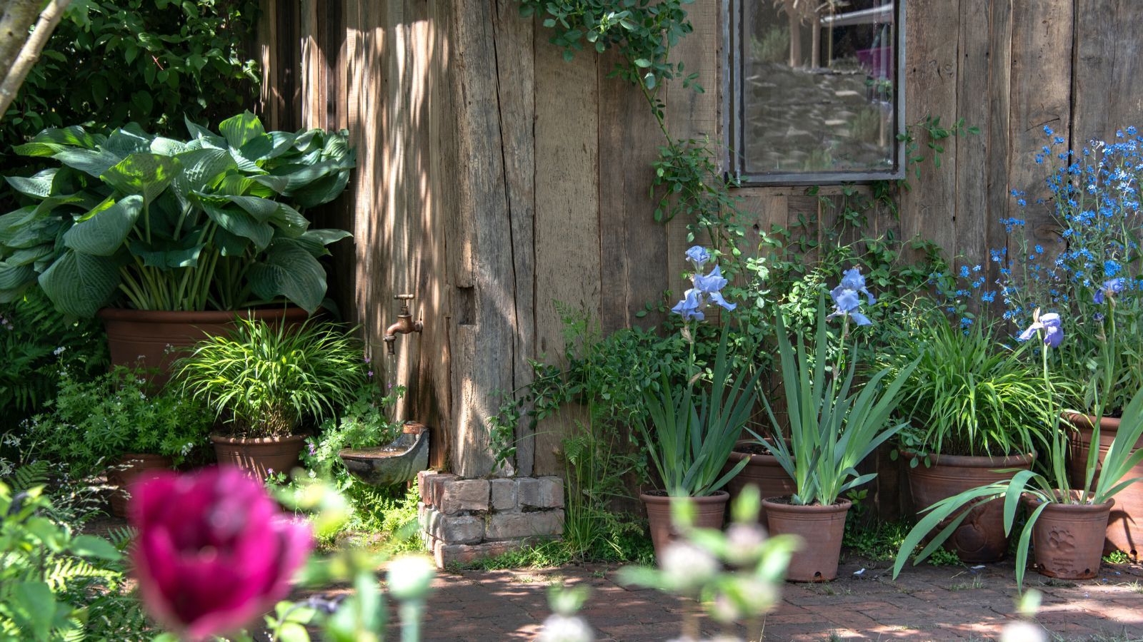 Chelsea garden with pots and a wooden outhouse