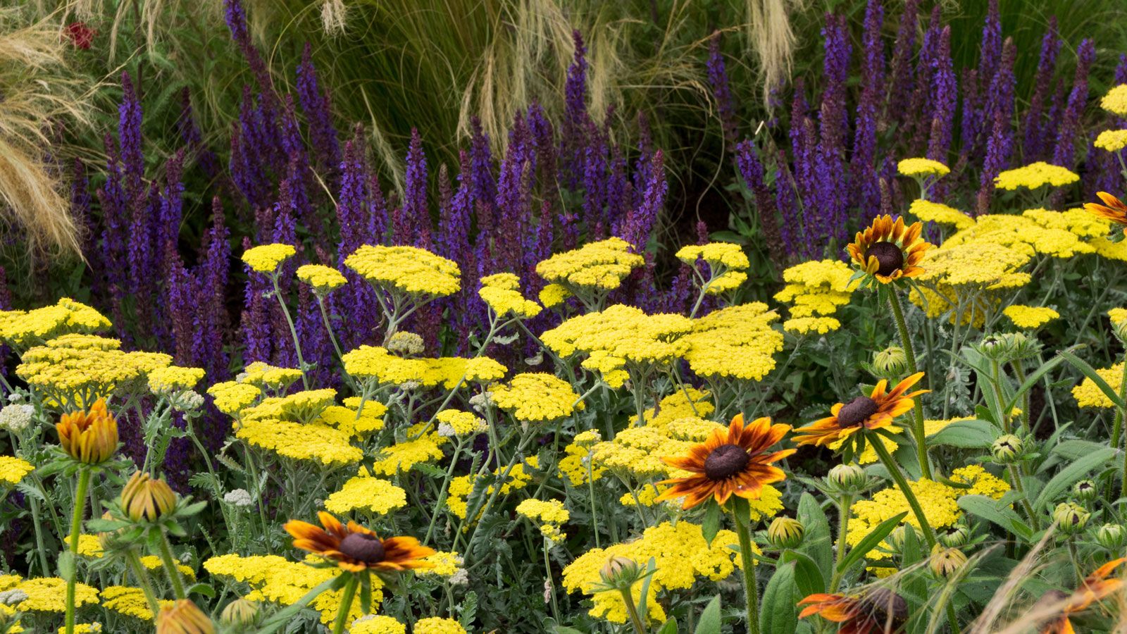 yellow achillea, purple hyssop, red helenium and ornamental grasses in loose planting scheme