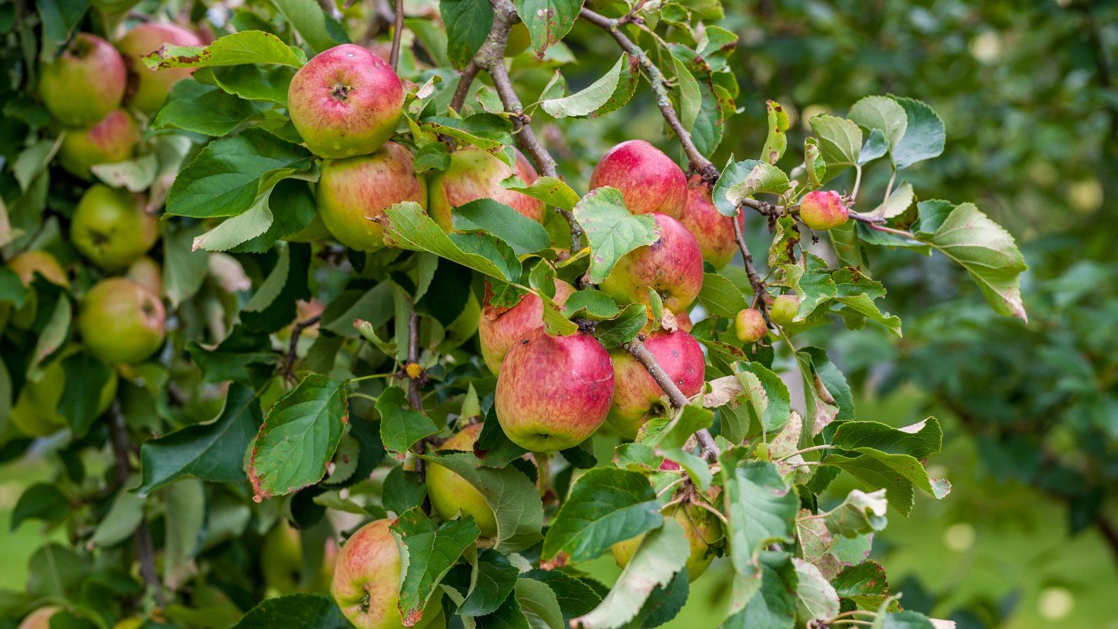 Red apples ripening on a branch in an orchard