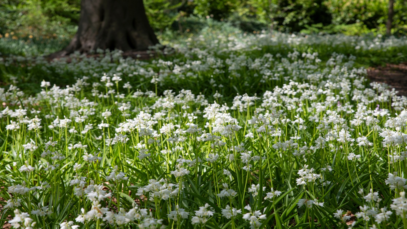 Dreieckiger Lauch (Allium triquetum) in einer Waldumgebung