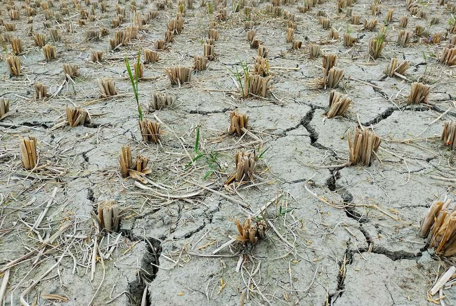 Agrifood Systems Under Pressure from Extreme Heat
