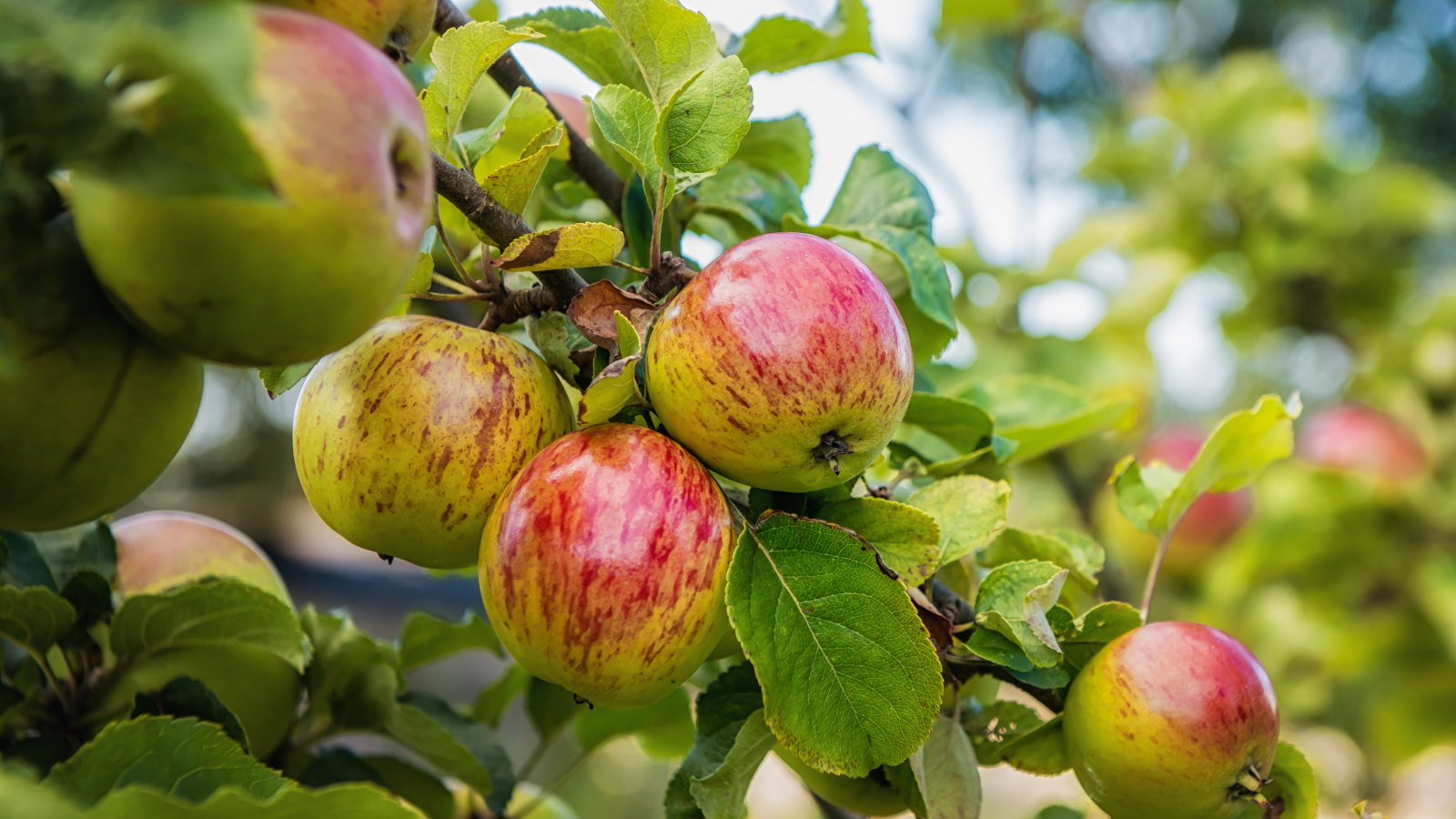 Rote und grüne Äpfel auf einem Apfelbaum in einem Obstgarten