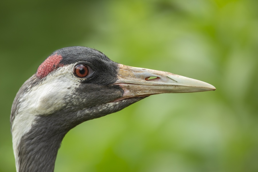 UK’s tallest bird, the Crane, has record high year