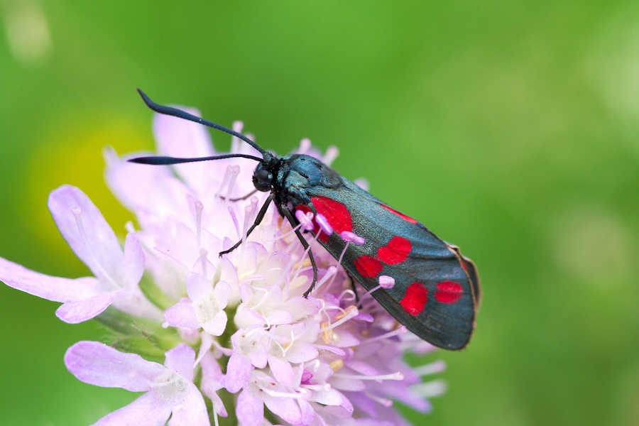 The night-time nectar bar