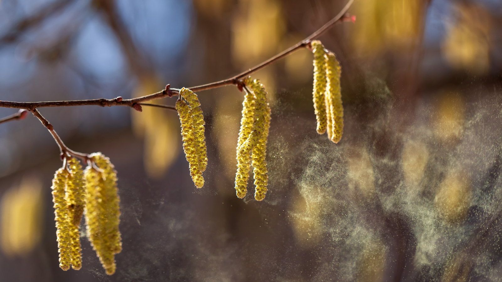 A spray of fine pollen from a branch of Golden birch catkins in the spring