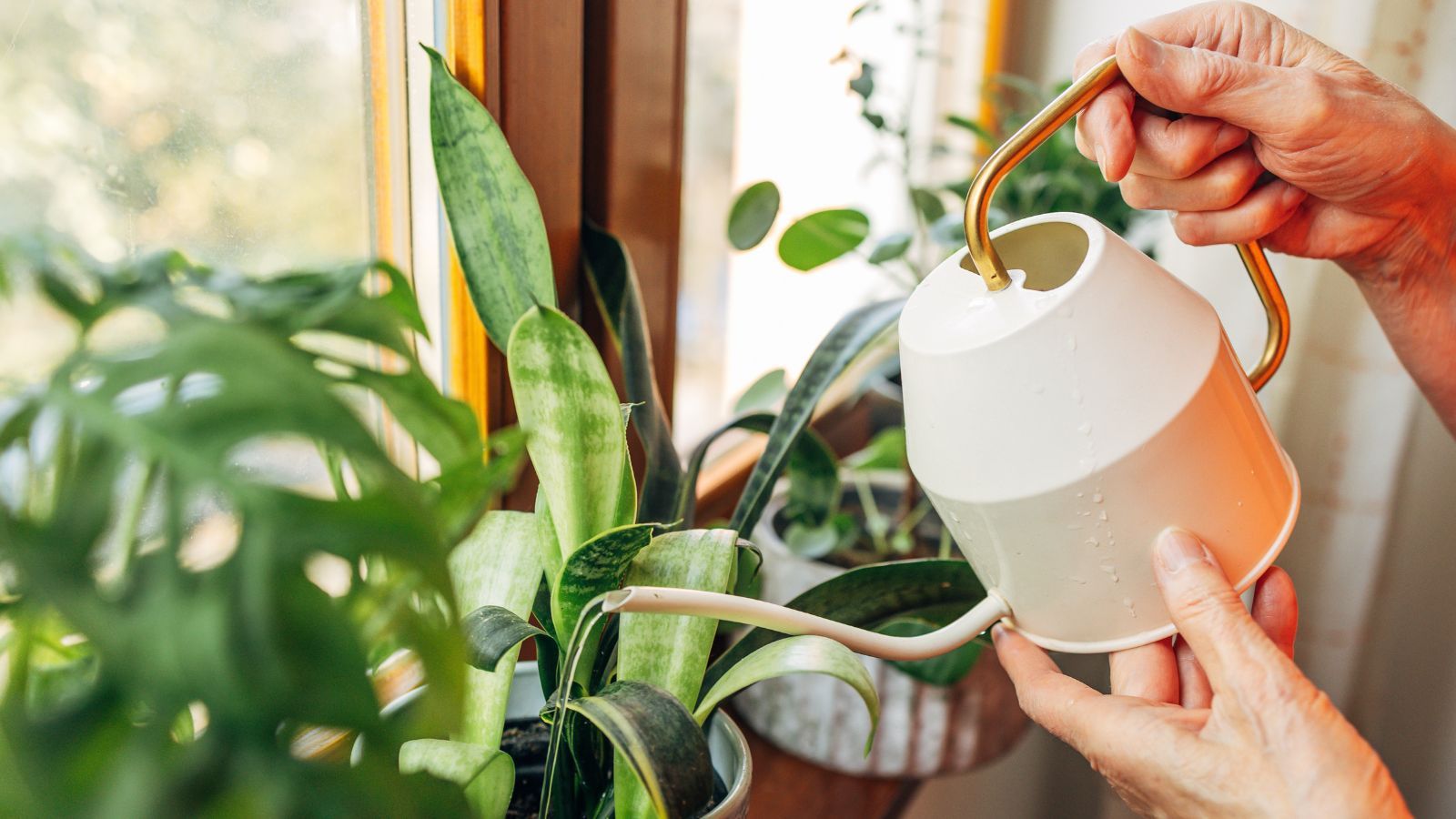 Houseplants being watered using a white and gold watering can