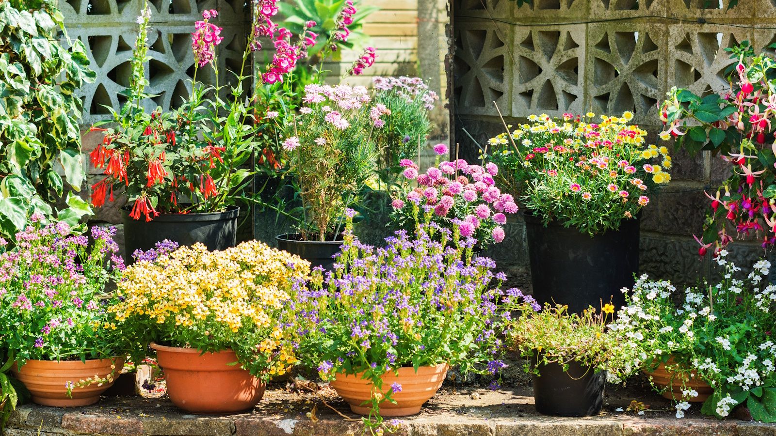 Colorful container garden in bloom