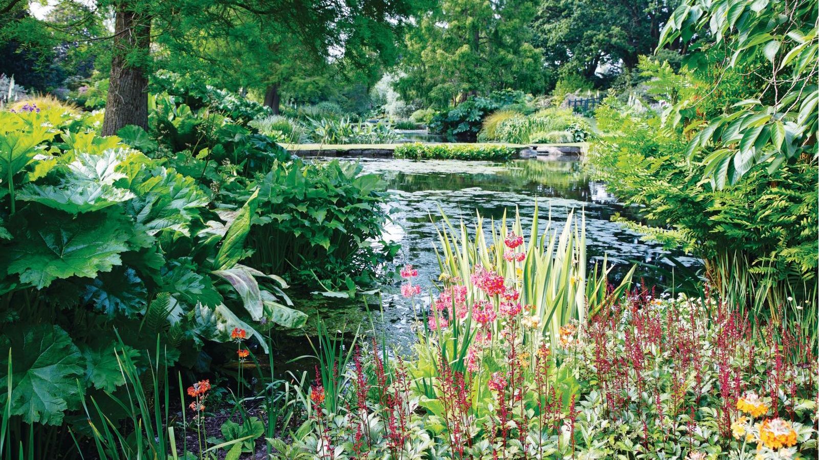 Garden pond with luscious planting
