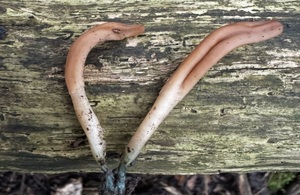 Microglossum cyanobasis, blue-based earthtongue, Kingley Vale National Nature Reserve West Sussex