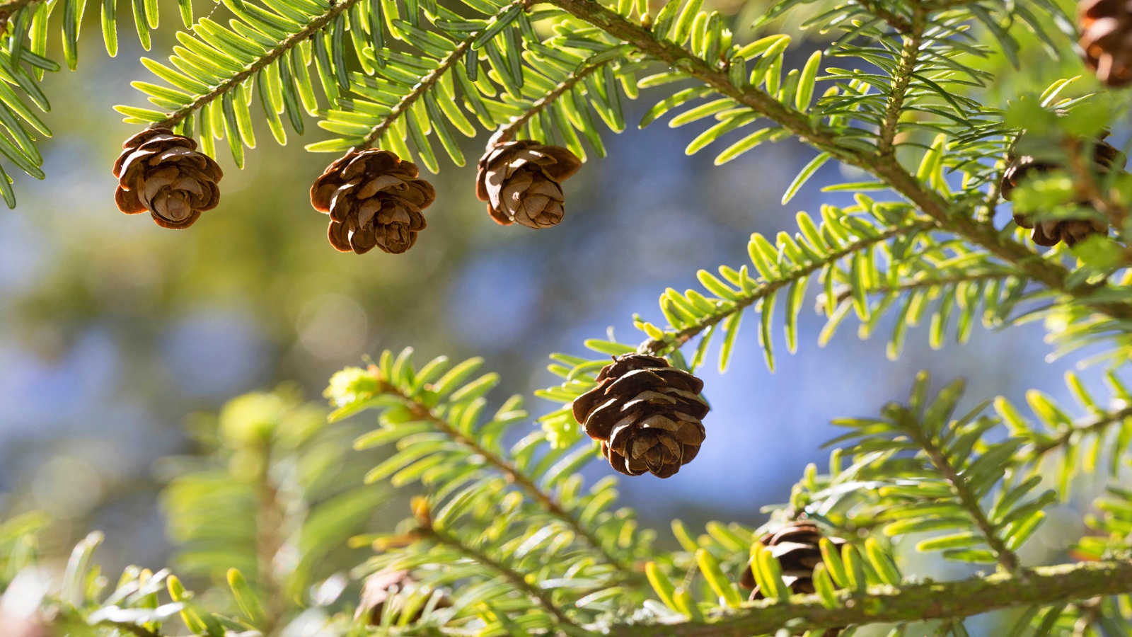 Östliche Hemlocktanne, Tsuga canadensis 