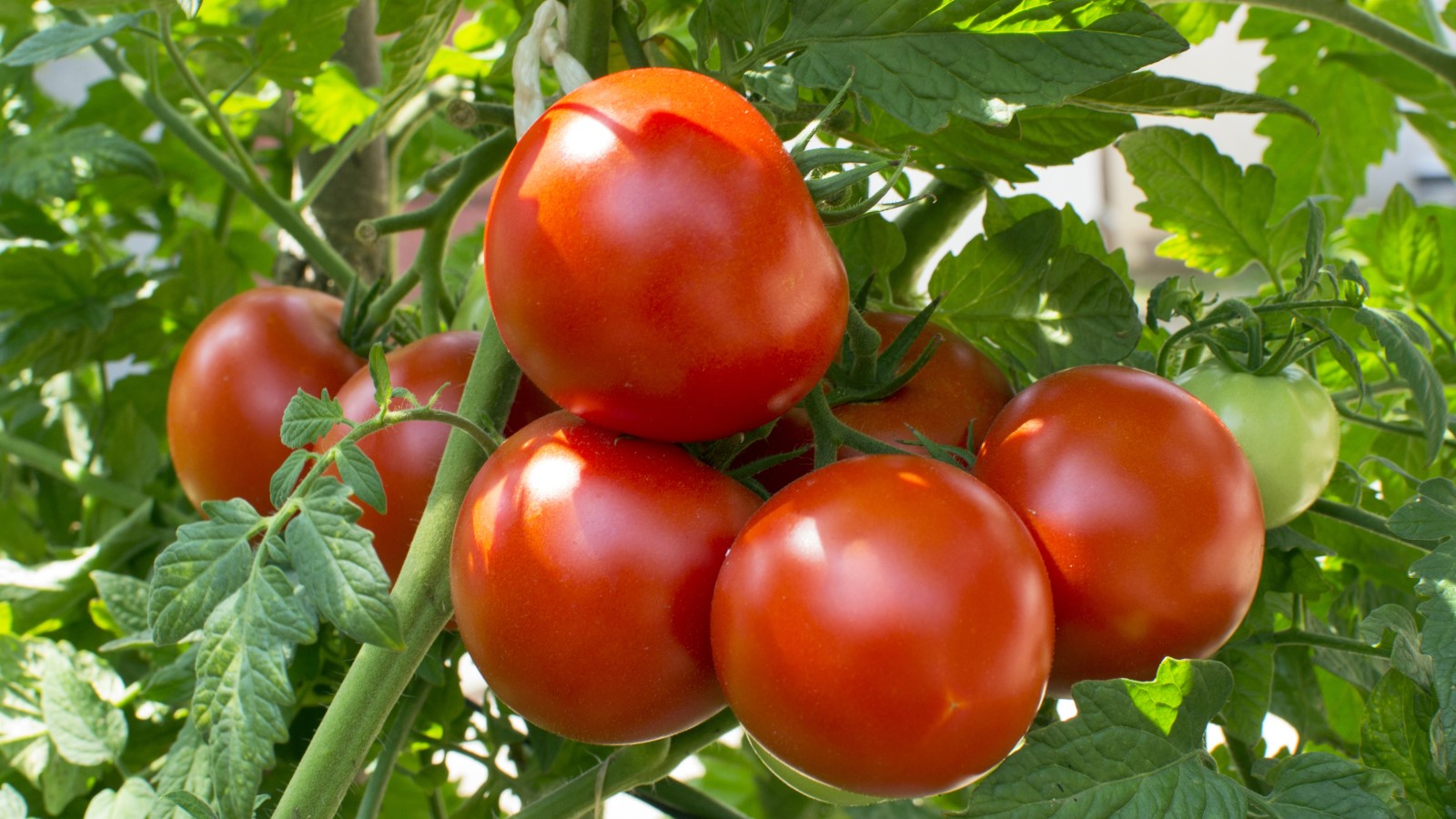 Reife rote Tomaten an einer Pflanze