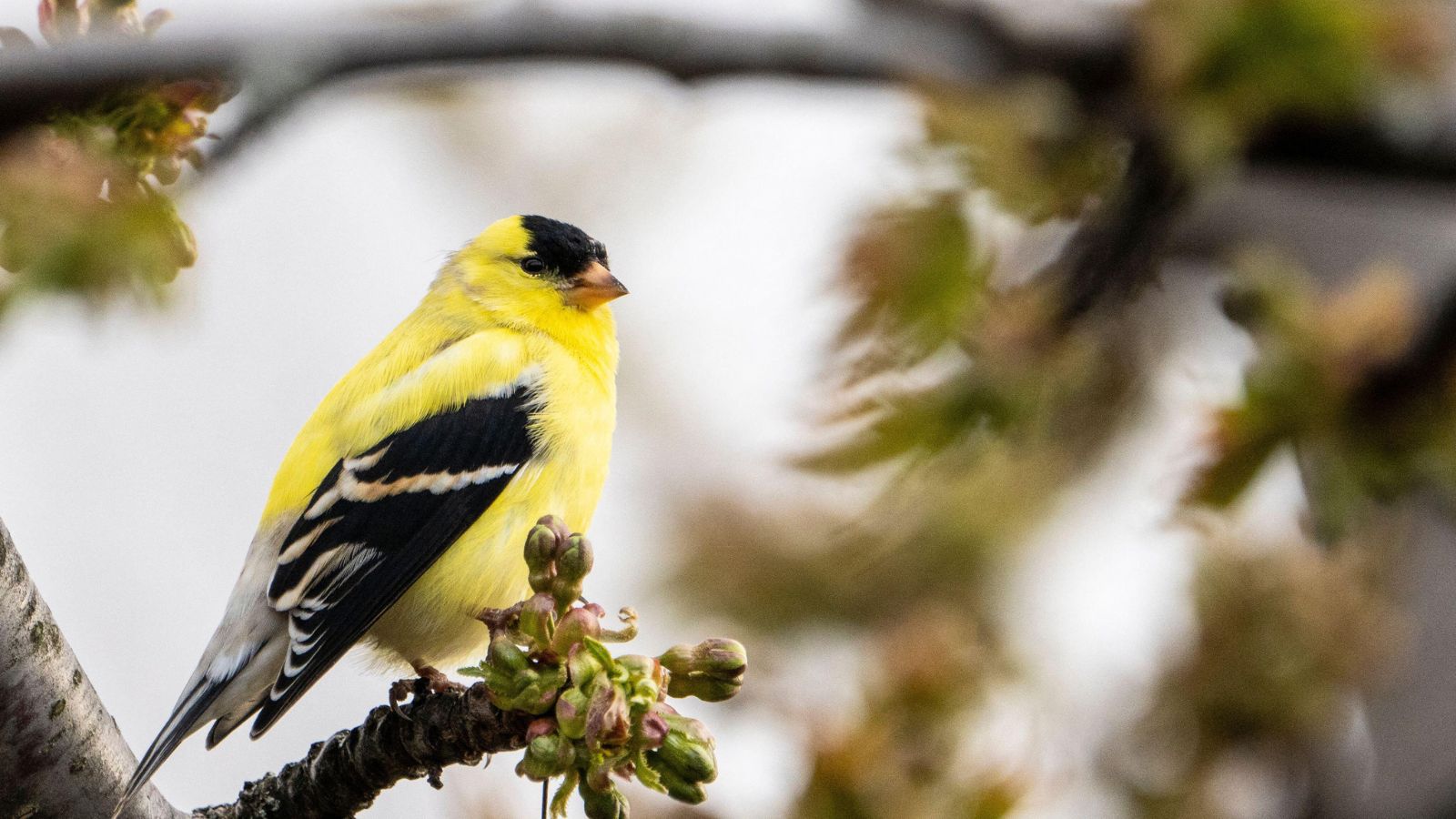 Männlicher amerikanischer Stieglitz thront in einem Baum in einem Park