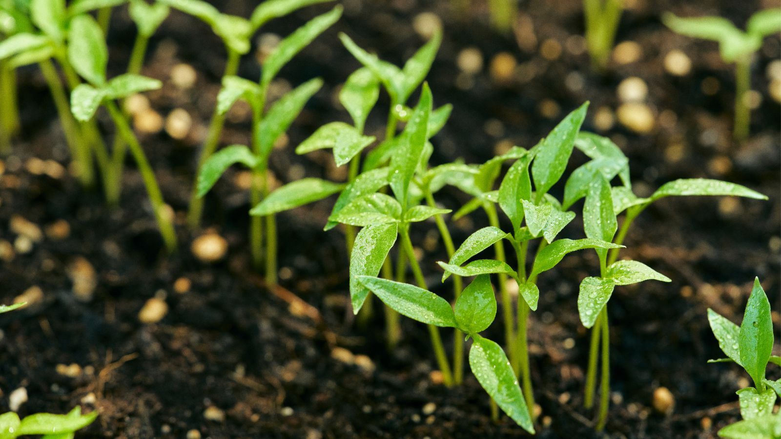Seedlings in fresh soil