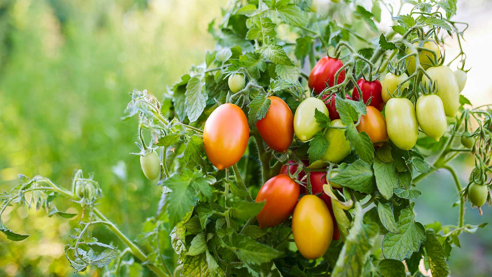 Tomatenpflanzen wachsen