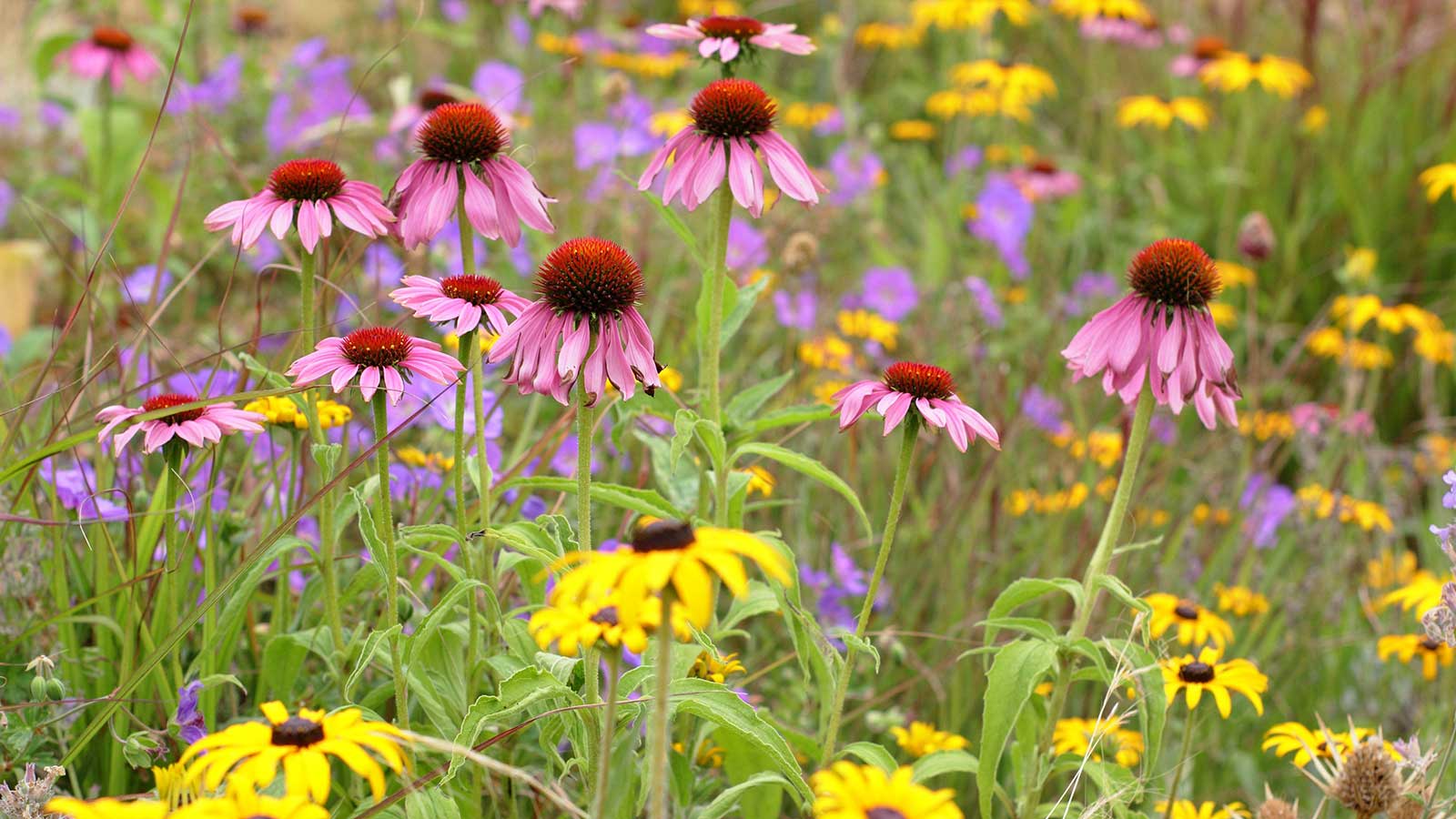 Blütenpflanzen – Echinacea und Rudbeckia