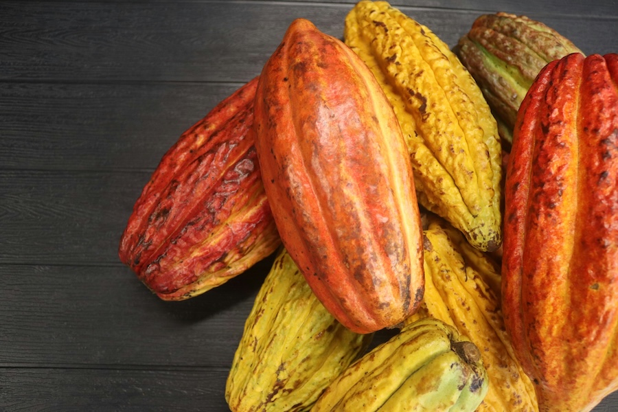 World Cocoa Foundation Partnership Meeting 2026, 17–18 February, Amsterdam